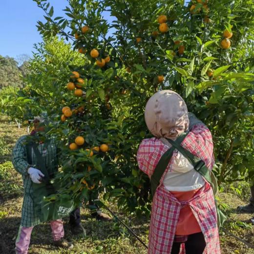 010沃柑小小 X高山美物 个小但清甜多汁 皮薄肉嫩 清香浓郁 高海拔种植，每一口都是阳光的味道 看得见的放心 商品图3