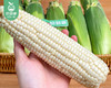 漳州新鲜爆汁牛奶水果玉米（带衣）/1份（4-5根，共1.5kg±100g） 商品缩略图2