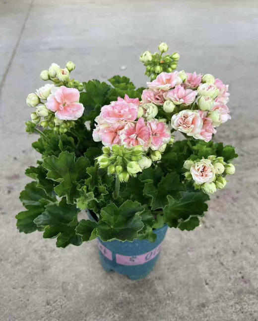 【2026.4.3绿植现货】1加仑瑞典玫瑰小姐25（加仑盆 现货，下单即可到店自提） 商品图1