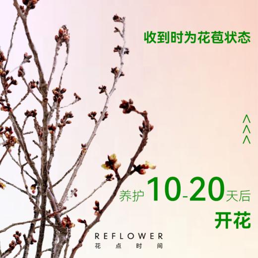 重瓣「山野樱」| 2026芍药季 商品图2