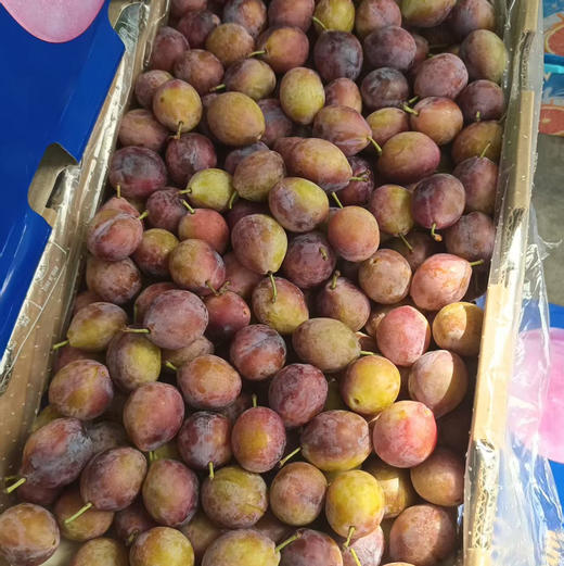 【瘦身季西梅来啦】活动爆款回馈，醇甜可口，越放越甜越好吃的那种，实惠性价比果粉足水分高，瘦身好果，芳香甜美！ 商品图2