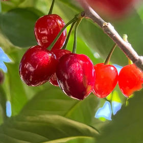 攀枝花玛瑙红森林小樱桃 250g/盒（60颗左右）