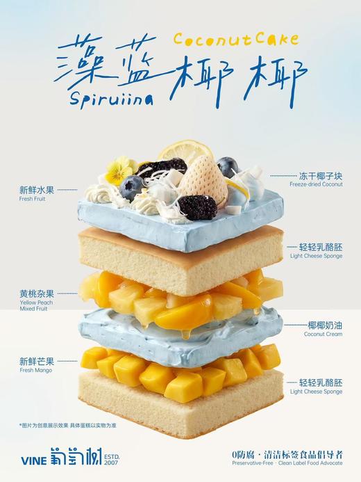 蓝藻椰椰 商品图1