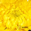 小菊|黄菊 商品缩略图1