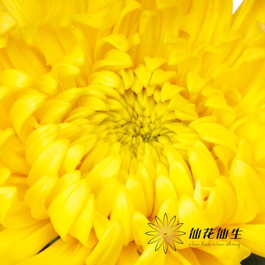小菊|黄菊 商品图1