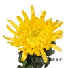 小菊|黄菊 商品缩略图3