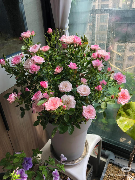 【2026.4.9绿植现货】180 #天河繁星20（现货，下单即可到店自提） 商品图1