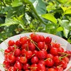 四川山野小樱桃 仅限深圳发货 商品缩略图0