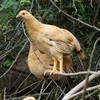 生态童子鸡#体态匀称肉质紧致鲜香美味，山林无抗养殖，露天长足100天，营养美味全家享 商品缩略图2