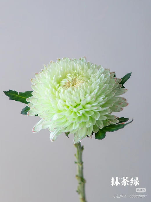 【2026.4.3】特价：1枝A级牡丹菊7.5（花期久 现货 下单即可到店自提） 商品图3