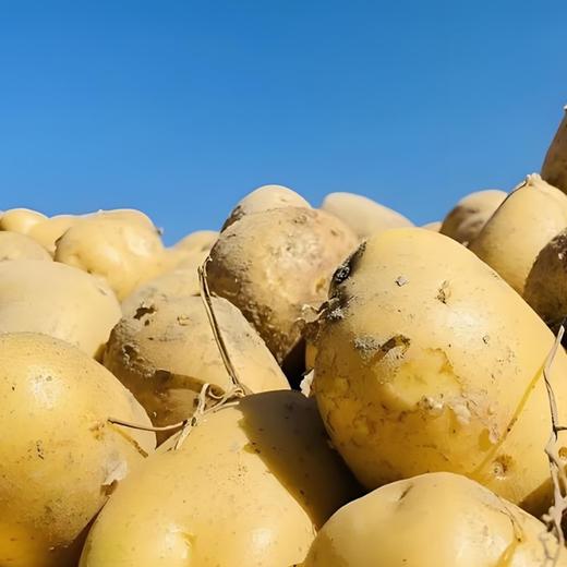 新疆果蔬·吉木萨尔开花土豆 商品图3