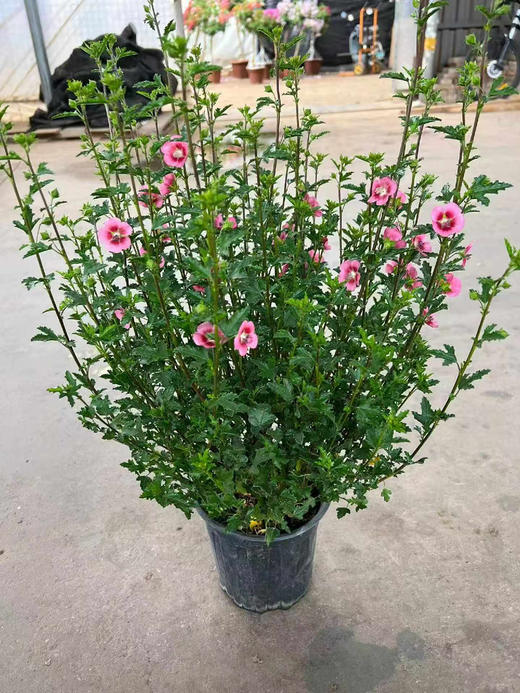 【2026.4.3绿植现货】1加仑小木槿25（现货，下单即可到店自提） 商品图0