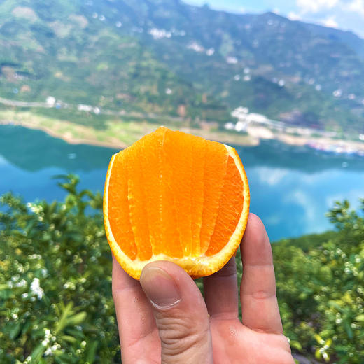 『秭归伦晚脐橙』橙香浓郁，鲜甜爆汁，现摘现发，又名帝王橙 商品图1