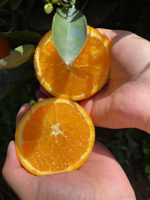 【伦晚橙】花果同枝，自带橙花香气，自然成熟，新鲜采摘，一口咬下去，汁水四溢，化渣无籽，清甜回甘！ 商品图2