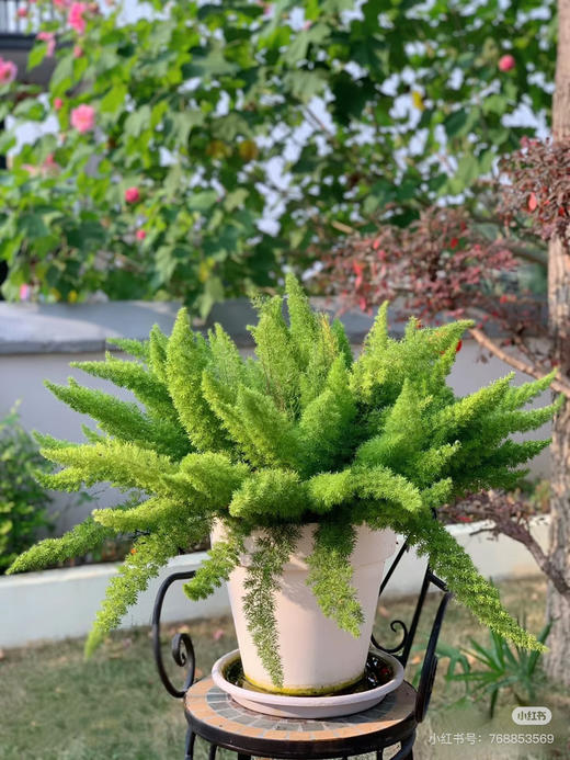 【2026.4.3绿植现货】1.5加仑狐尾天门冬45（现货，下单即可到店自提） 商品图4