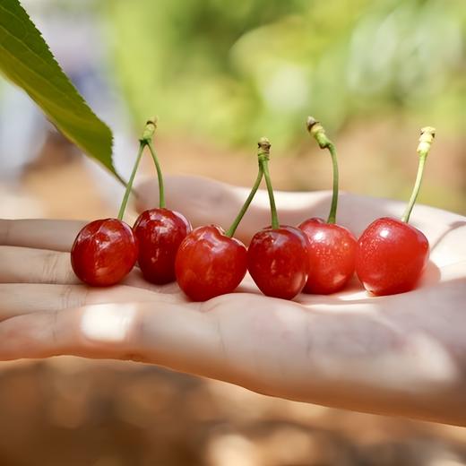 四川山野小樱桃 仅限深圳发货 商品图2