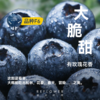 1加仑「花香蓝莓树」盆栽 | 2026芍药季 | 群友专享 商品缩略图2