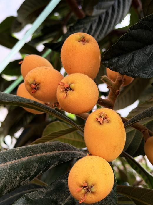 云山清韵|『高山枇杷』✨能咬出山泉甜的“春日金果”，枇杷界的“高山蜜丸” 商品图2