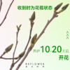 1米高「望春玉兰花」| 2026芍药季 商品缩略图2