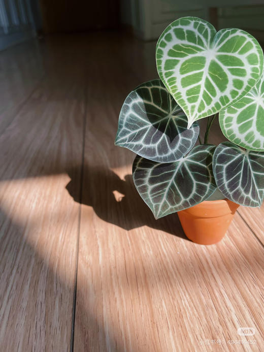 【2026.4.3绿植现货】90 #网红克莱恩花烛15（现货，下单即可到店自提） 商品图2