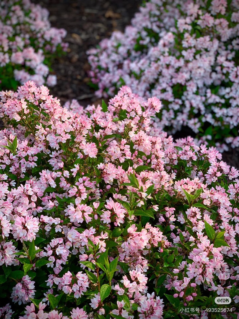 【2026.4.3绿植现货】150#溲疏雪樱花20（现货，下单即可到店自提）