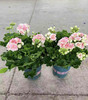 【2026.4.3绿植现货】1加仑瑞典玫瑰小姐25（加仑盆 现货，下单即可到店自提） 商品缩略图2