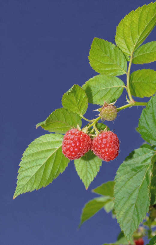 【覆盆子】树莓，中医里被称为覆盆子，对人体的生殖系统和泌尿系统有益，营养功能型水果！ 商品图1