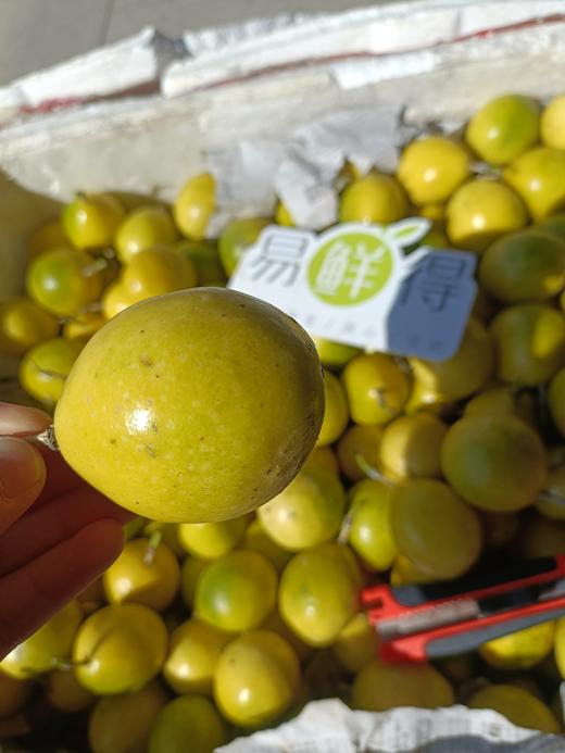 海南钦蜜9号黄金百香果 中小果 颗粒饱满果香味浓郁 商品图4