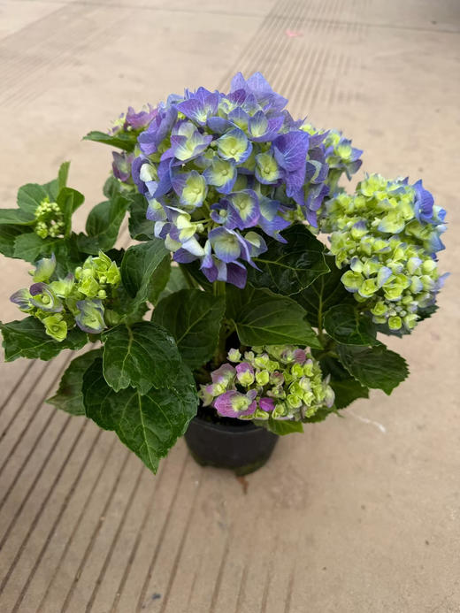 【2026.4.3绿植现货】150# A级绣球40（现货，下单即可到店自提） 商品图5