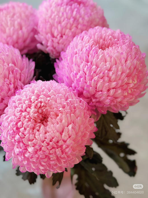 【2026.4.3】特价：1枝A级牡丹菊7.5（花期久 现货 下单即可到店自提） 商品图4