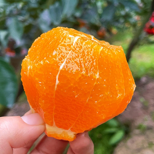 『秭归伦晚脐橙』橙香浓郁，鲜甜爆汁，现摘现发，又名帝王橙 商品图7