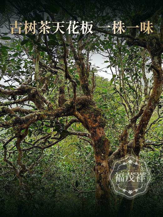 2026头春【老班章单株】纯料古树茶，勐海茶区老班章签约古茶园核心茶地古树茶100g*5饼竹箱装 商品图2