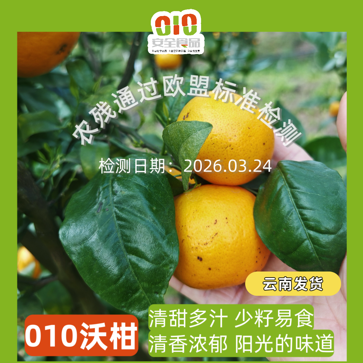 010沃柑小小 X高山美物 个小但清甜多汁 皮薄肉嫩 清香浓郁 高海拔种植，每一口都是阳光的味道 看得见的放心