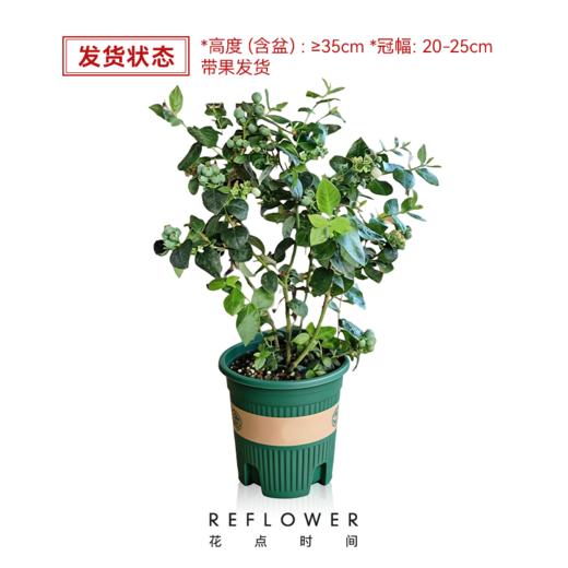 1加仑「花香蓝莓树」盆栽 | 2026芍药季 | 群友专享 商品图3