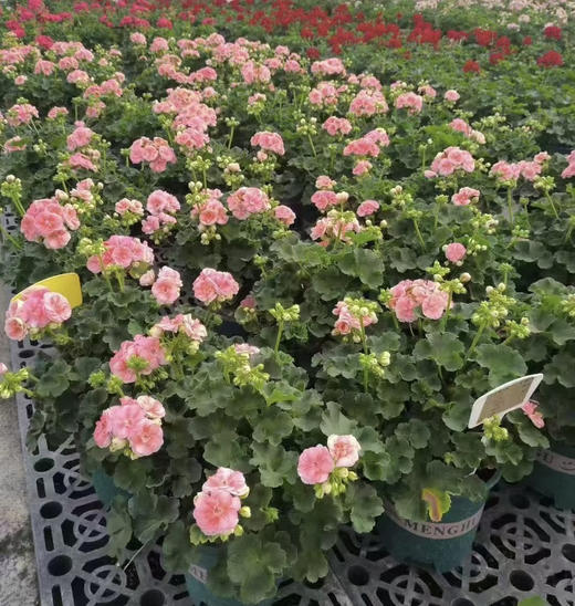 【2026.4.3绿植现货】1加仑瑞典玫瑰小姐25（加仑盆 现货，下单即可到店自提） 商品图7