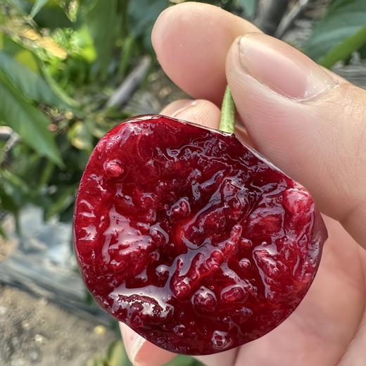 早春大樱桃 商品图2