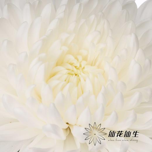小菊|白菊 商品图1