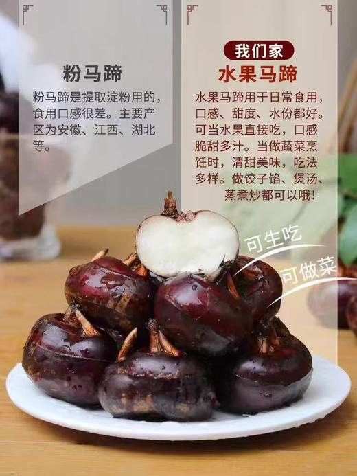 【顺丰发货】广西荔浦水果马蹄 人工采摘 口感清甜 多食不腻 自然回甘 商品图2