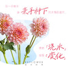 1加仑「大丽花盆栽」 | 2026芍药季 商品缩略图4