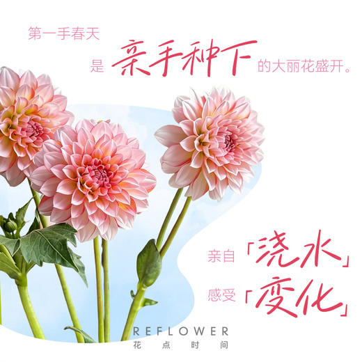 1加仑「大丽花盆栽」 | 2026芍药季 商品图4