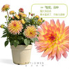 1加仑「大丽花盆栽」 | 2026芍药季 商品缩略图1