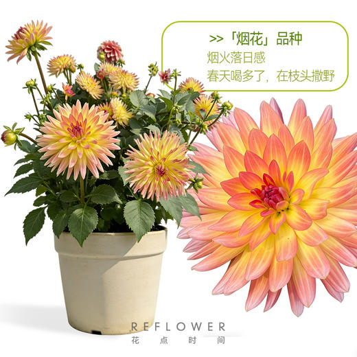 1加仑「大丽花盆栽」 | 2026芍药季 商品图1