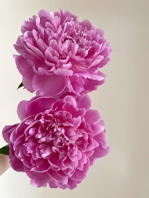 【预售！4.20起陆续发出】爱马仕【人间四月天，芍药铺庭前】简小姐精选芍药季2025年新品 爱马仕 2件包邮 顺丰直发 商品图3