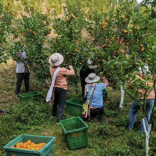 010沃柑小小 X高山美物 个小但清甜多汁 皮薄肉嫩 清香浓郁 高海拔种植，每一口都是阳光的味道 看得见的放心 商品图5