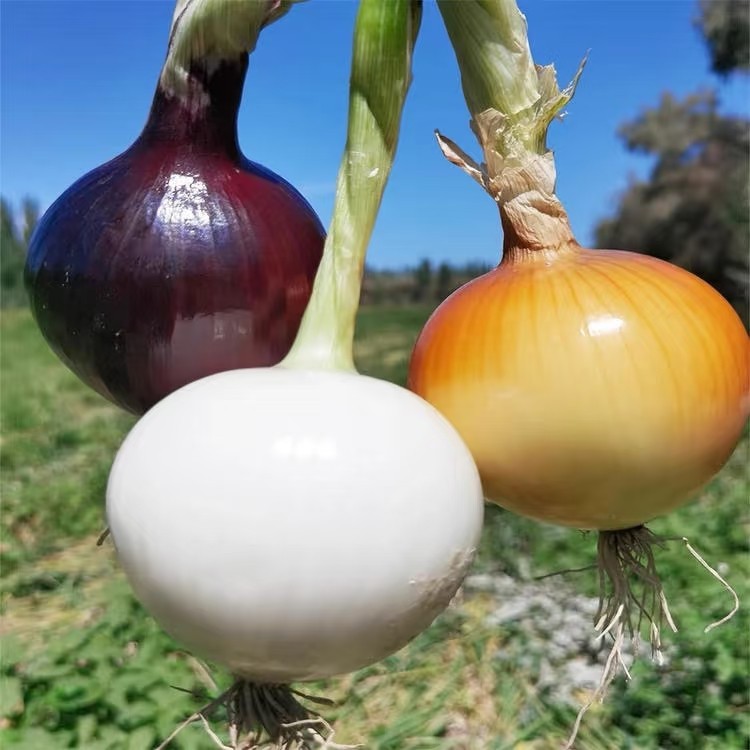 新疆三色洋葱5斤装(白洋葱+紫洋葱+黄洋葱)
