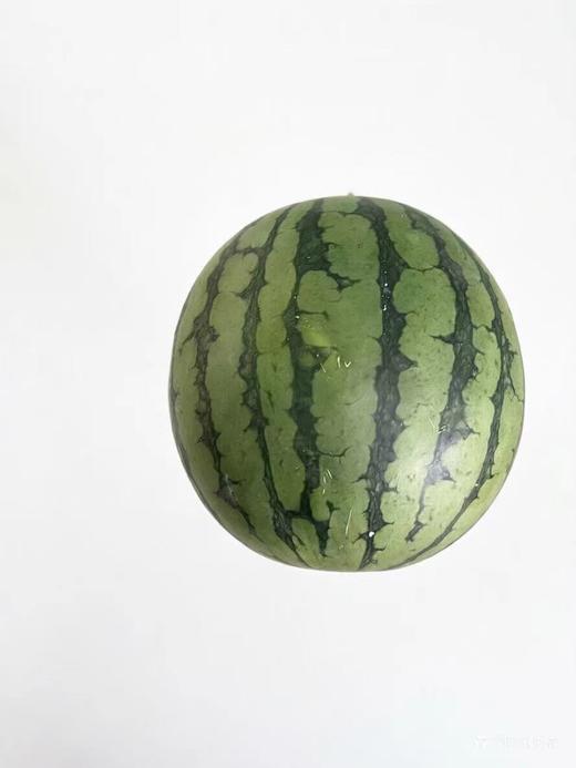 吊秧西瓜 商品图0