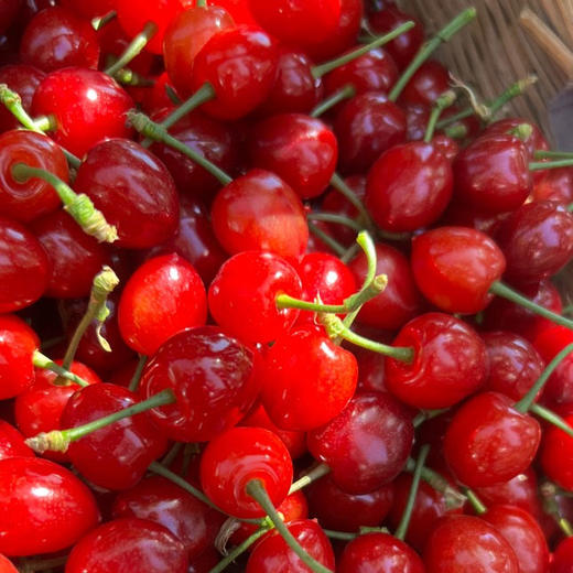 攀枝花玛瑙红森林小樱桃 250g/盒（60颗左右） 商品图8