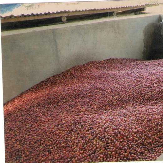 【茶馆咖啡】埃塞俄比亚 利姆 瑰夏丨日晒豆，中度烘焙。红棕色肥沃土，高海拔，热带水果风味好 商品图4