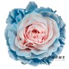 国产染色玫瑰 | 甜蜜蓝 商品缩略图0