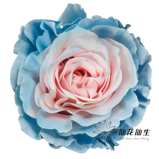 国产染色玫瑰 | 甜蜜蓝 商品图0